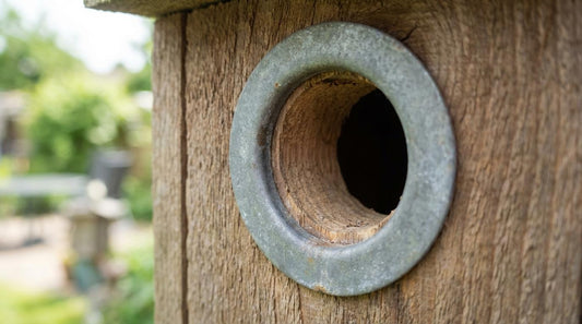 birdhouse hole size chart by species