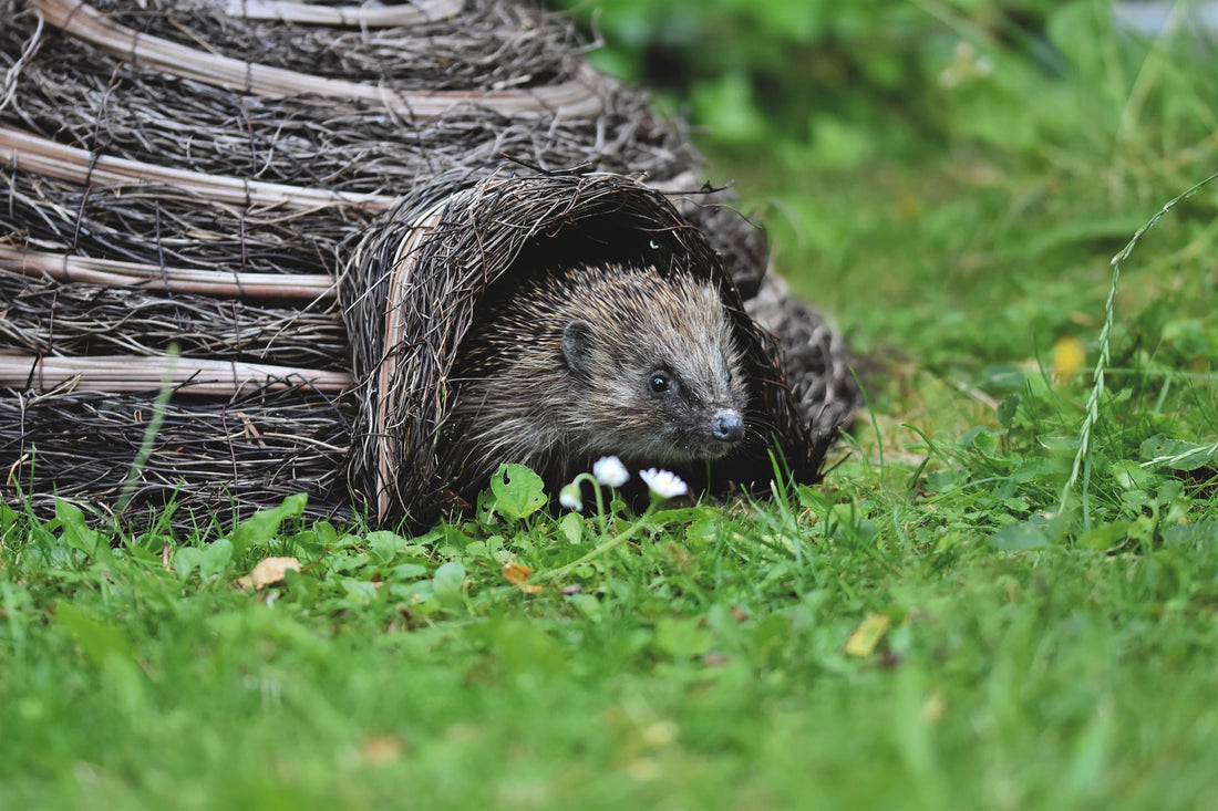 Supporting Hedgehogs in Your Garden with Cozy Shelters